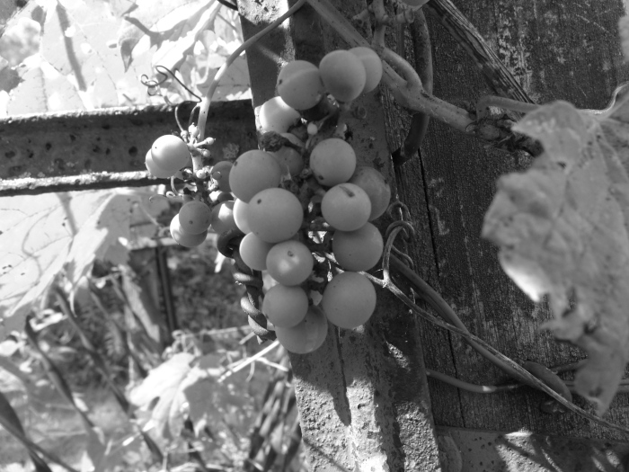 GEDSC DIGITAL CAMERA