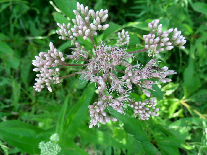 GEDSC DIGITAL CAMERA