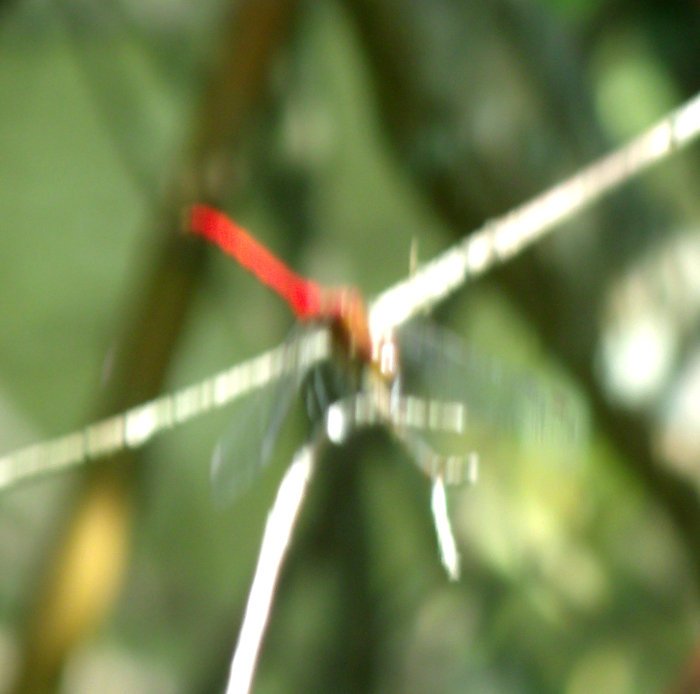 GEDSC DIGITAL CAMERA