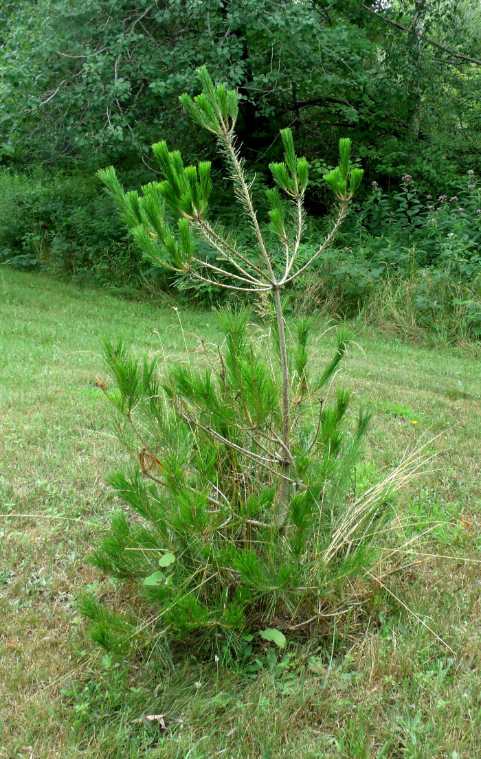 GEDSC DIGITAL CAMERA