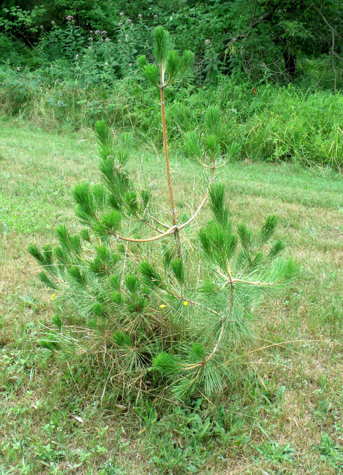 GEDSC DIGITAL CAMERA