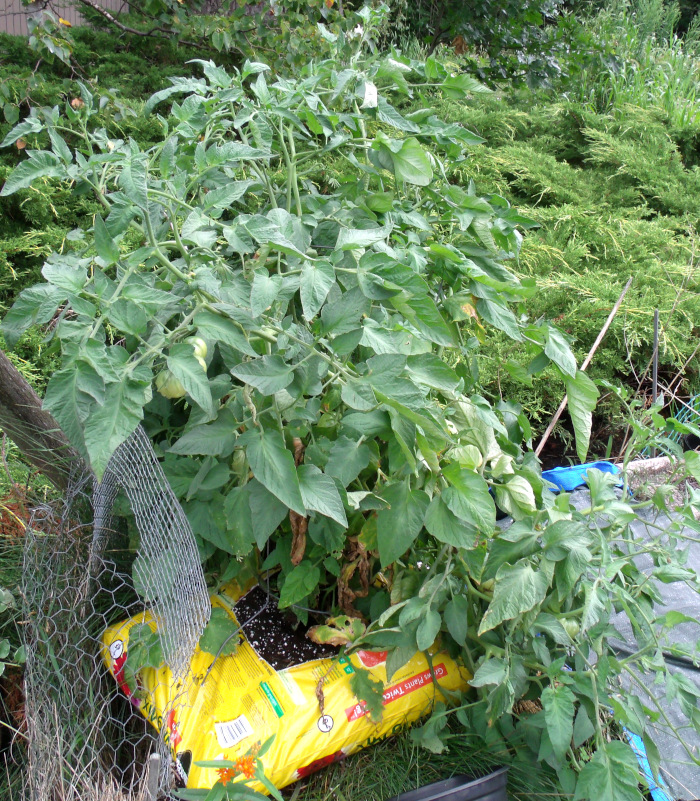 GEDSC DIGITAL CAMERA