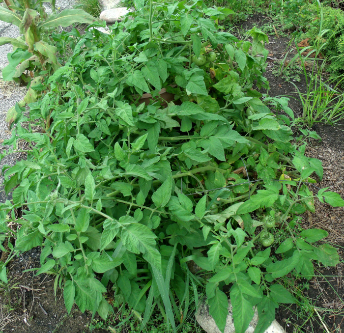 GEDSC DIGITAL CAMERA