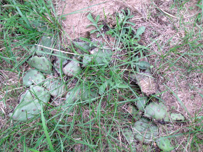 GEDSC DIGITAL CAMERA