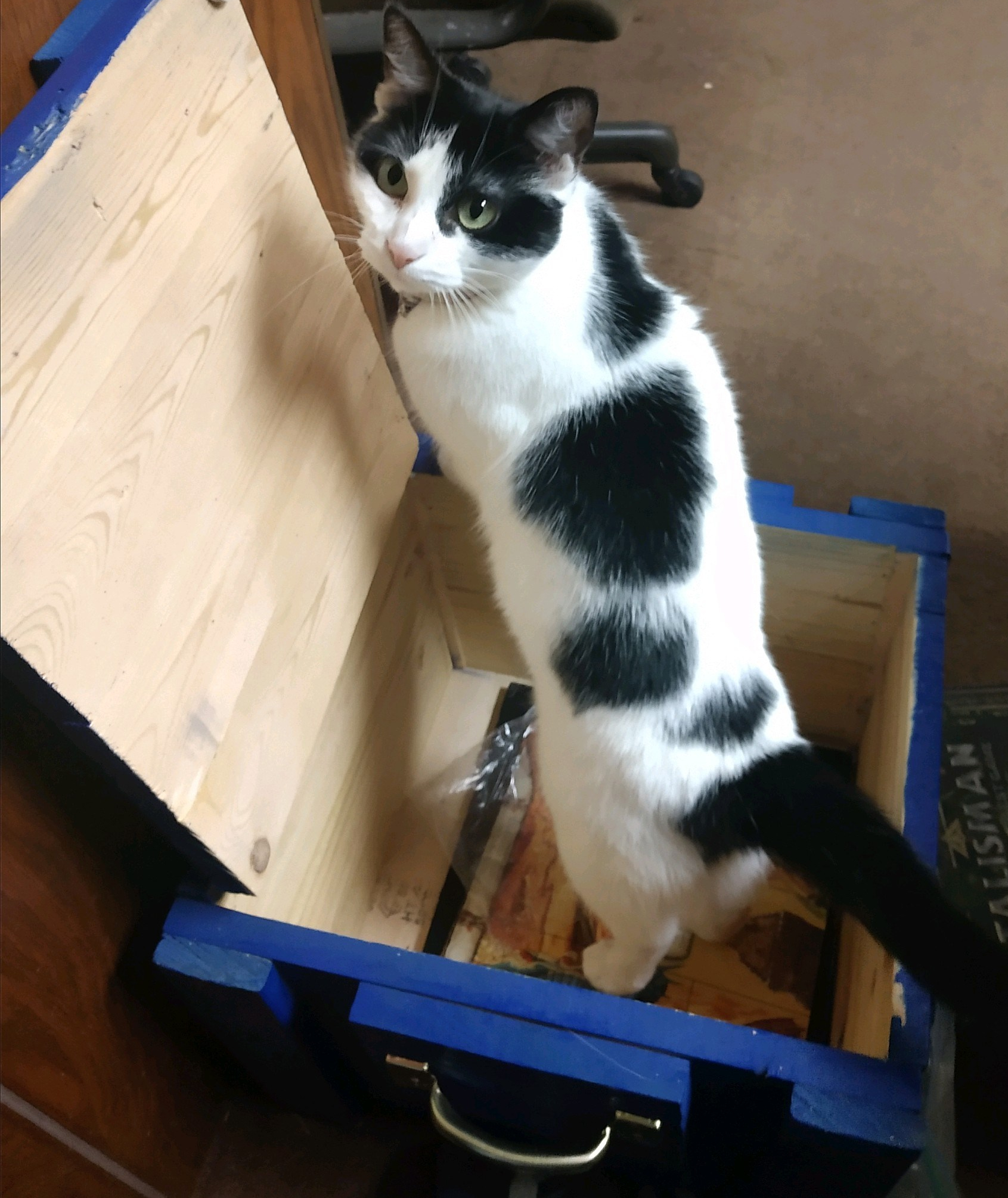 Dotty in a Box 1119