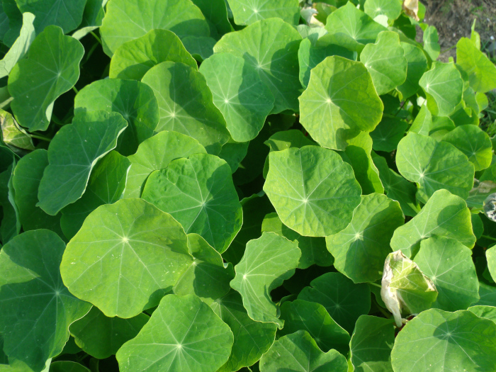 GEDSC DIGITAL CAMERA