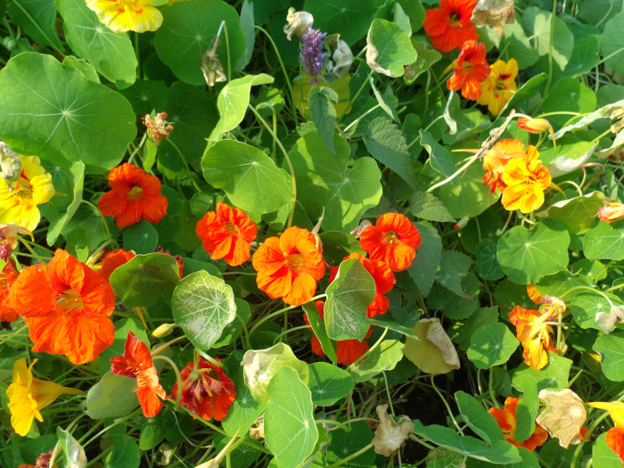 GEDSC DIGITAL CAMERA