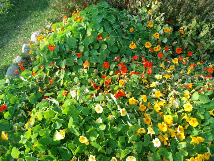 GEDSC DIGITAL CAMERA