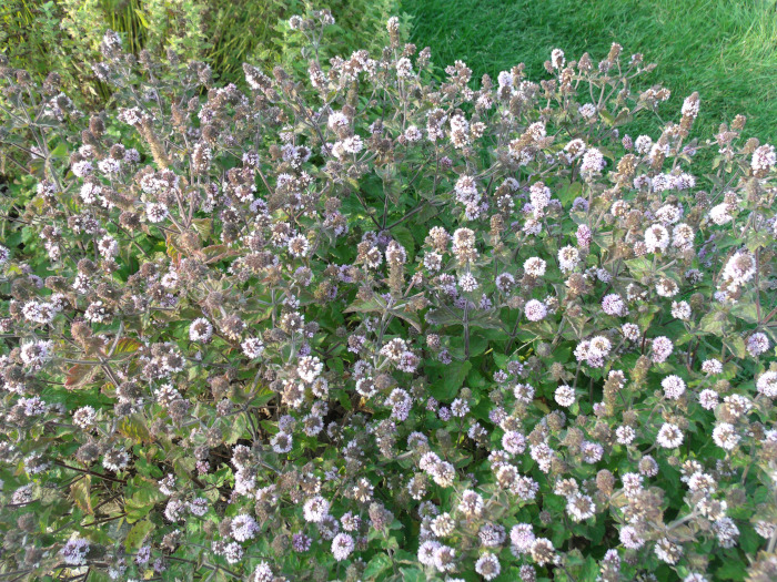 GEDSC DIGITAL CAMERA