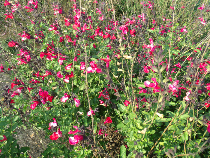 GEDSC DIGITAL CAMERA