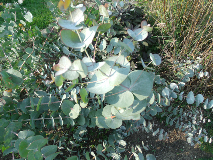 GEDSC DIGITAL CAMERA