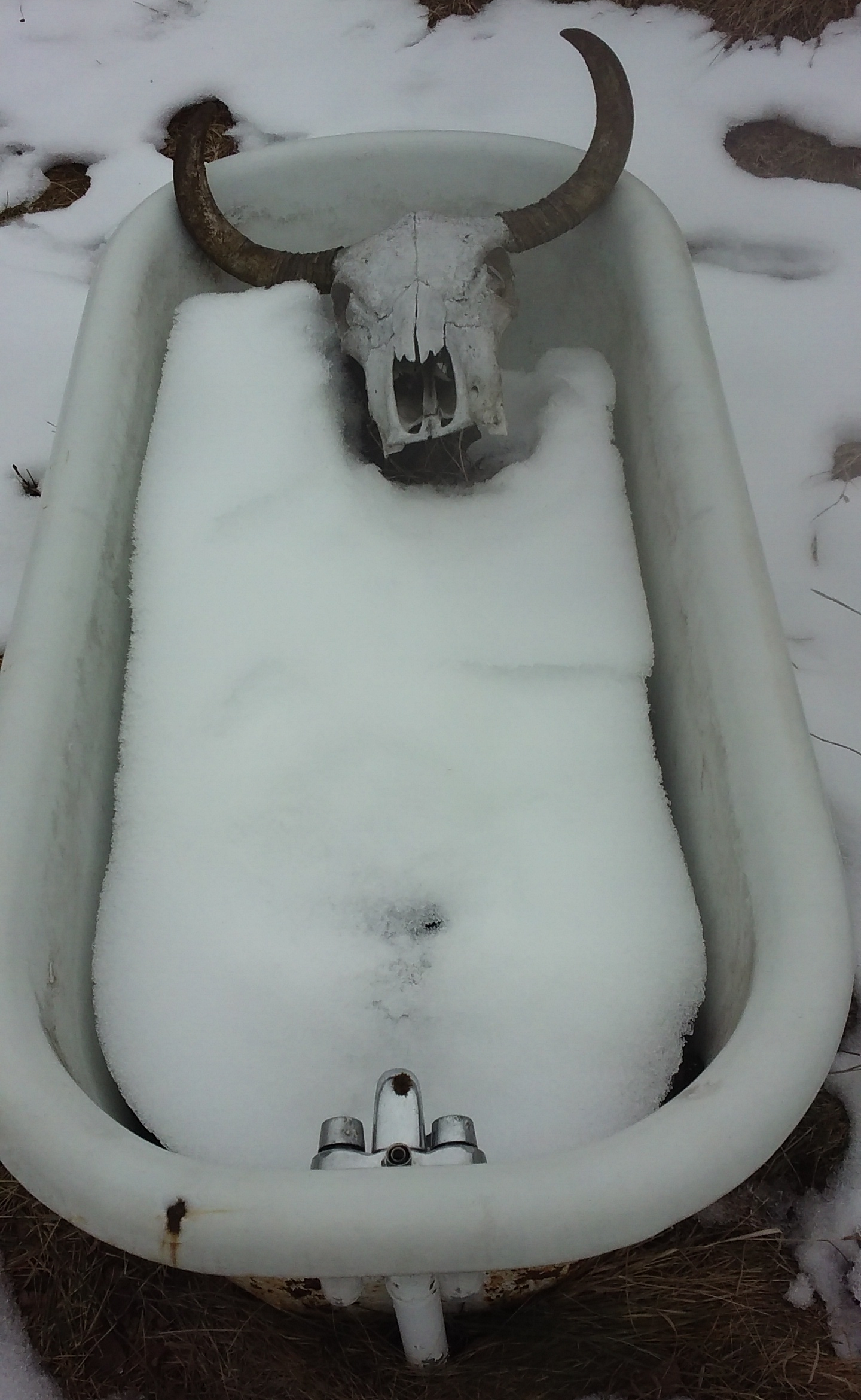 cow skull in tub 20210112_135300