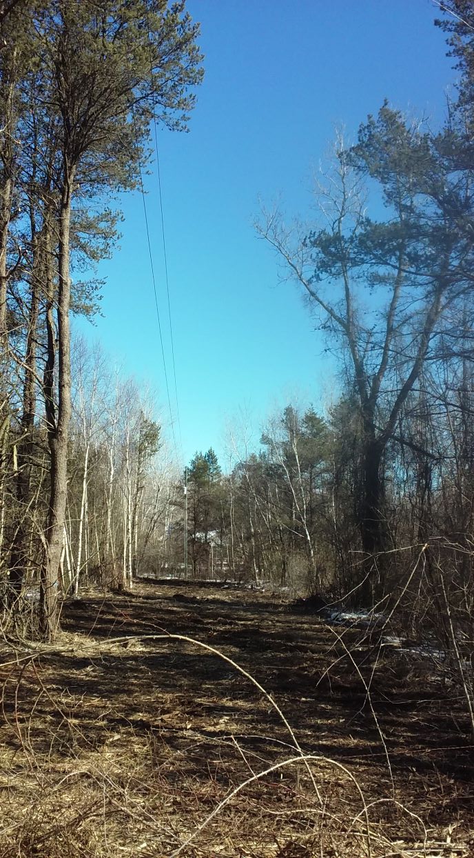 across the street tree clearance 030421