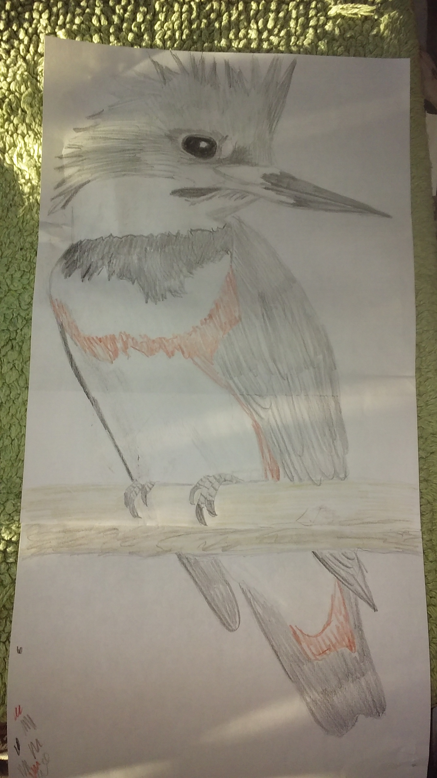 belted kingfisher camera pic 030621