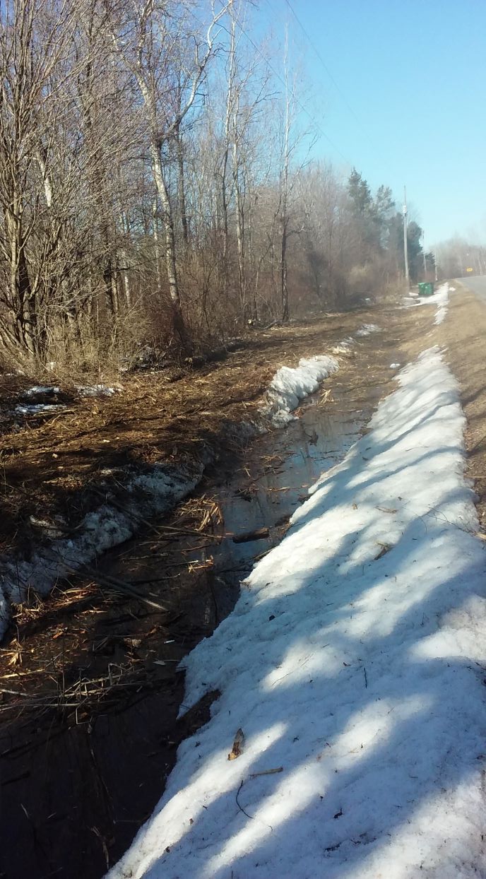 ditch tree clearance 030421