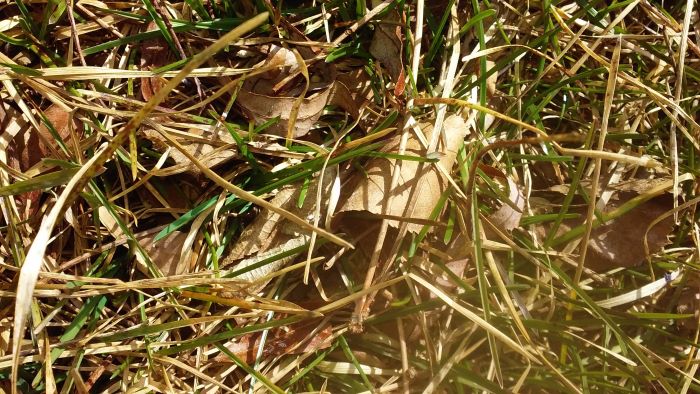 grass greening 032121 resized