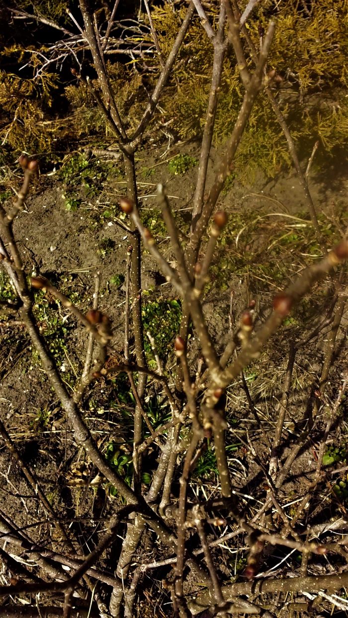 lilac bush resized 2 032121