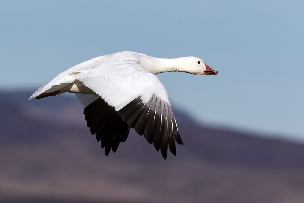 Snow Goose — Eastside Audubon Society