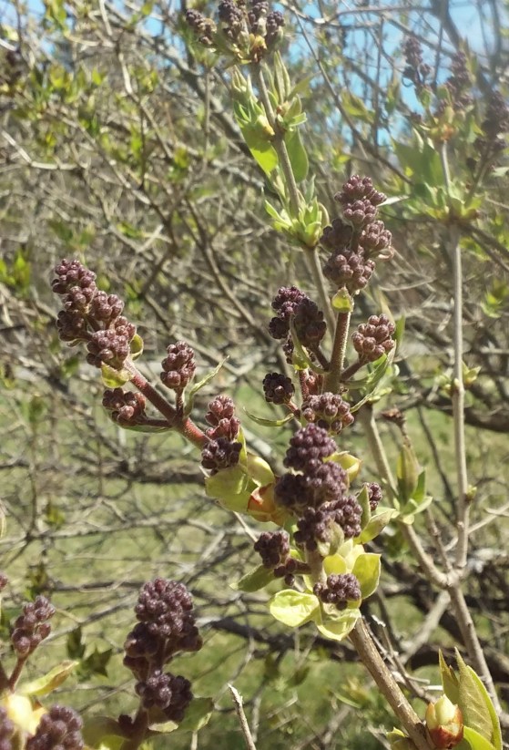 big lilac bush 041821