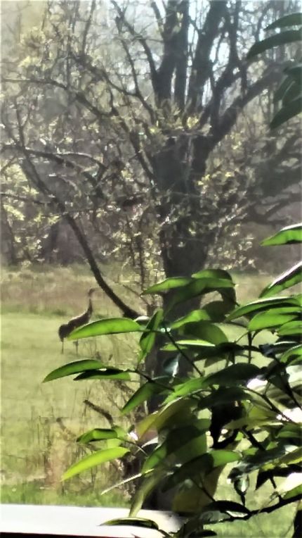 crane edited and resized