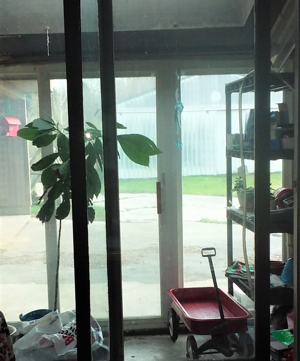 mini greenhouse 042621