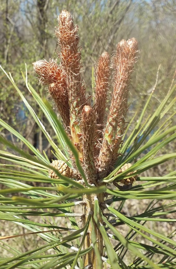 red pine 3 now 5 feet tall 041821