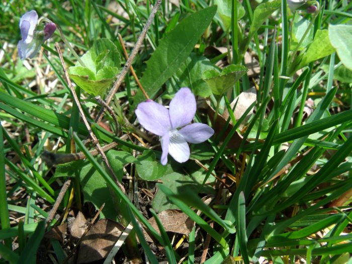 small violet in grass resized 042921