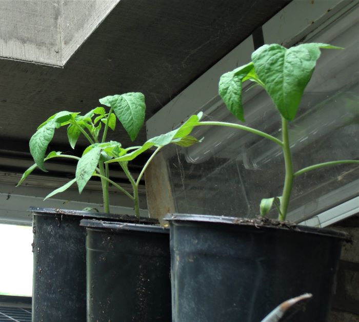 resized 3 pink brandywine tomatoes 050821