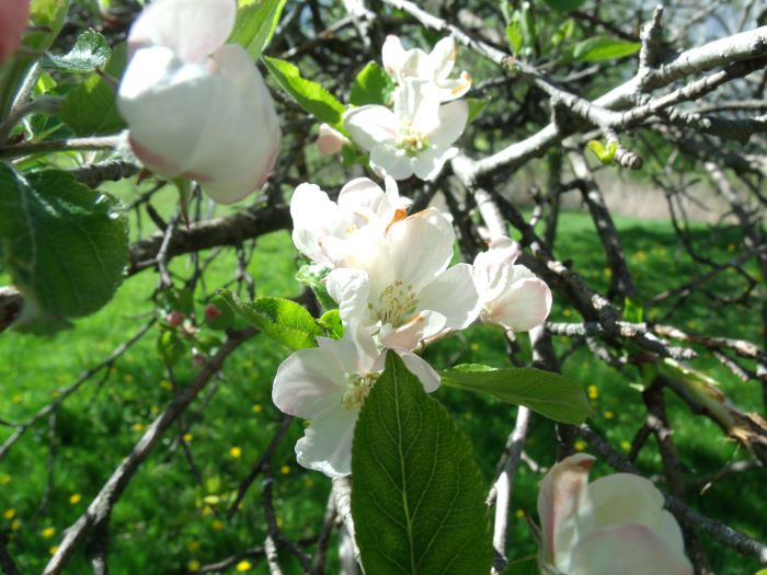 resized apple blossoms 051121