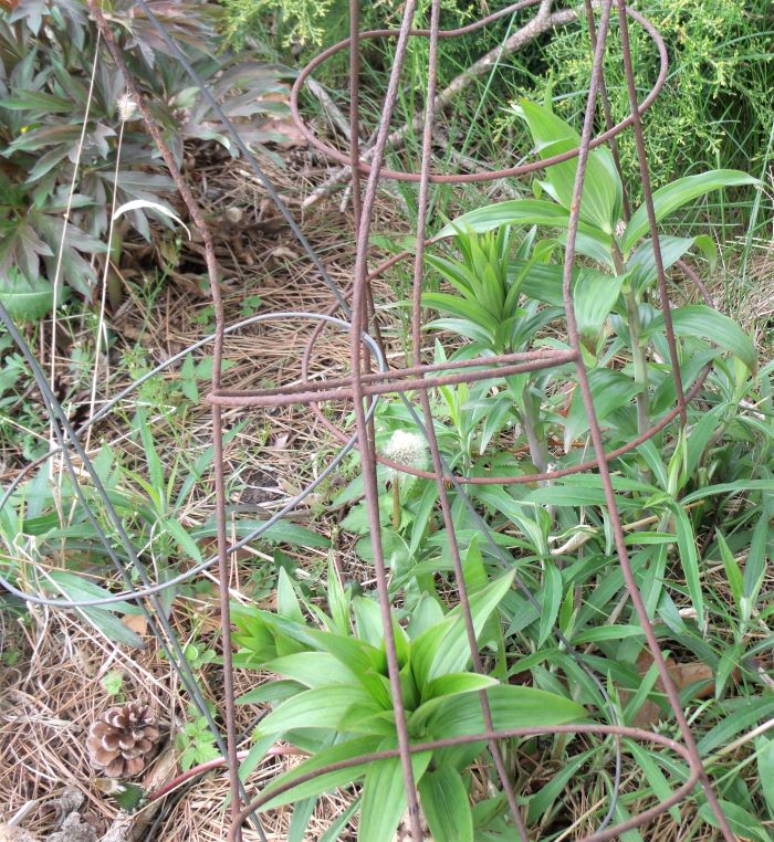 resized asiatic lilies with peony upper left 050821