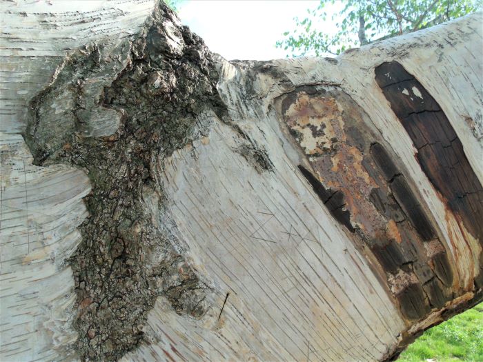 resized birch trunk closeup 051621