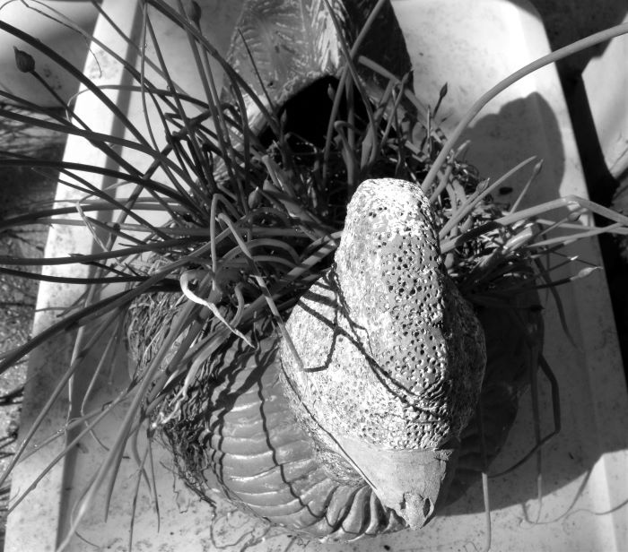 resized chives in hen greyscale 051121