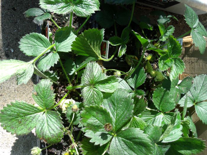 resized closeup eversweet strawberry plants 051121
