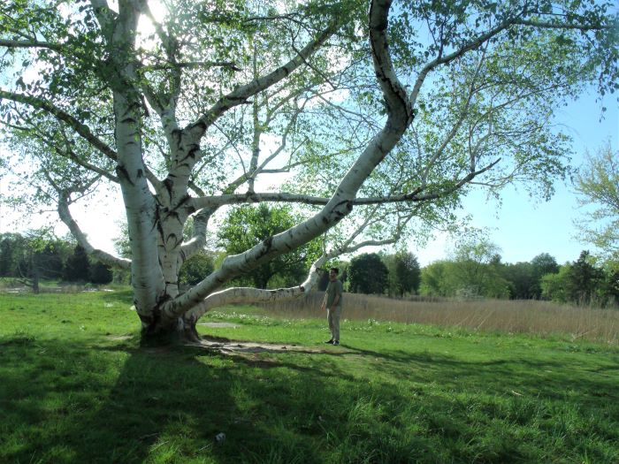 resized dan and giant birch tree 051621