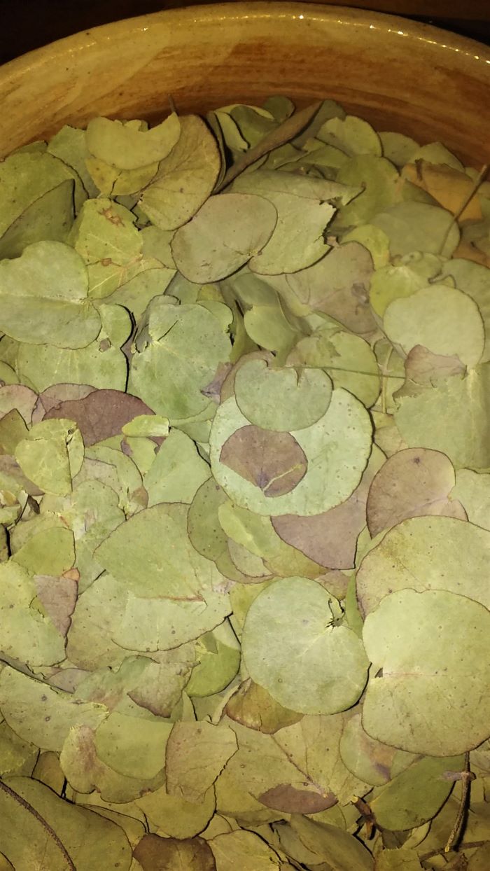 resized drying leaves 051221