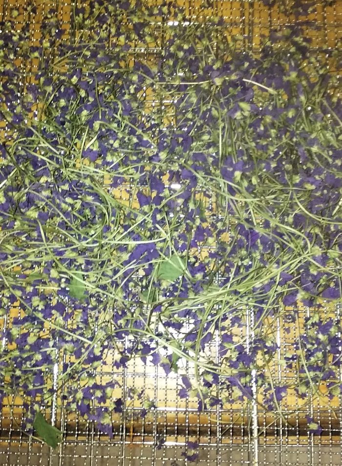 resized drying violets on screen 051221