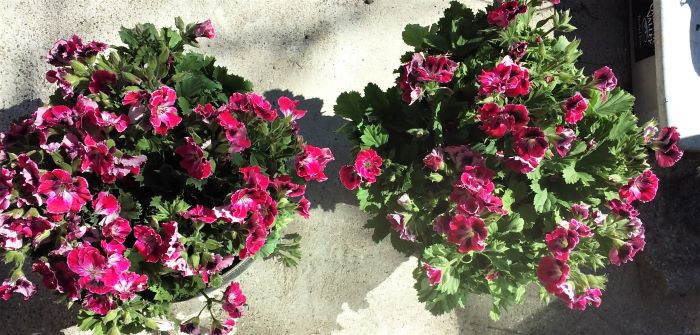 resized geraniums 051221