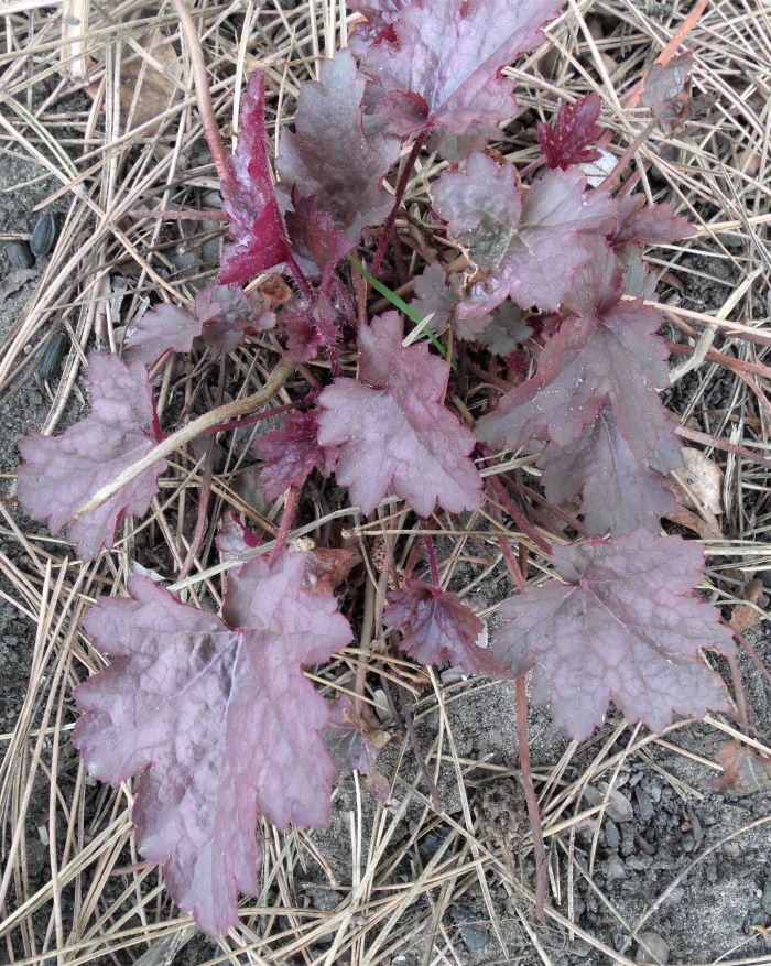 resized heuchera aka coral bells 050821