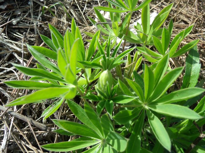 resized lupine 053021