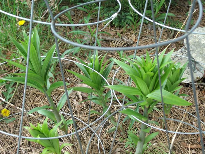 resized more asiatic lilies caged against deer 050821