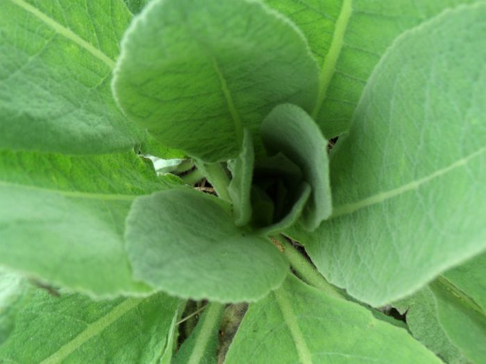 resized mullein 050821