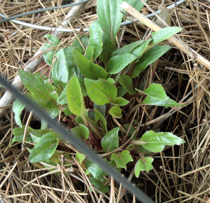 resized new echinacea from last year 050821