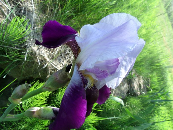 resized new iris in bloom 053021