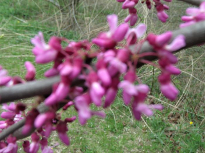 resized redbud still blurry 050821
