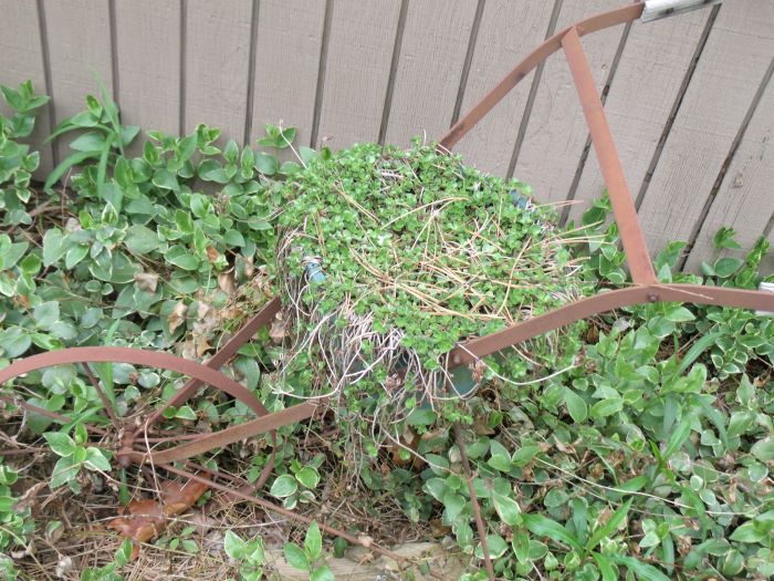 resized sedum in planter 050821