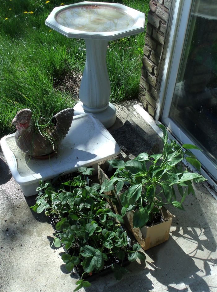 resized strawberry pepper plants and chives in hen 051121
