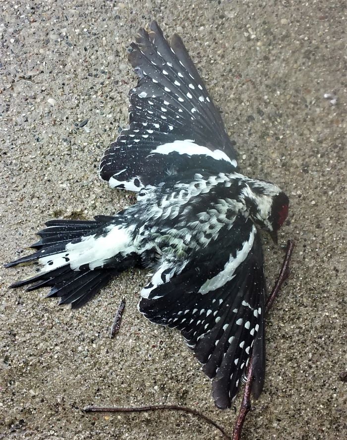 resized stunned woodpecker 0321