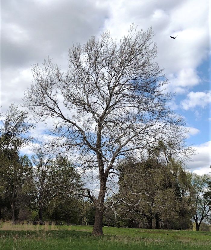 resized tree in blandford walking trail 050921