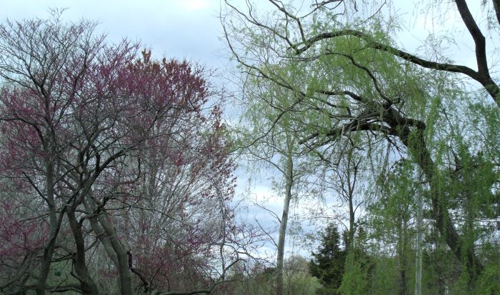 resized willow and redbud friends 050821