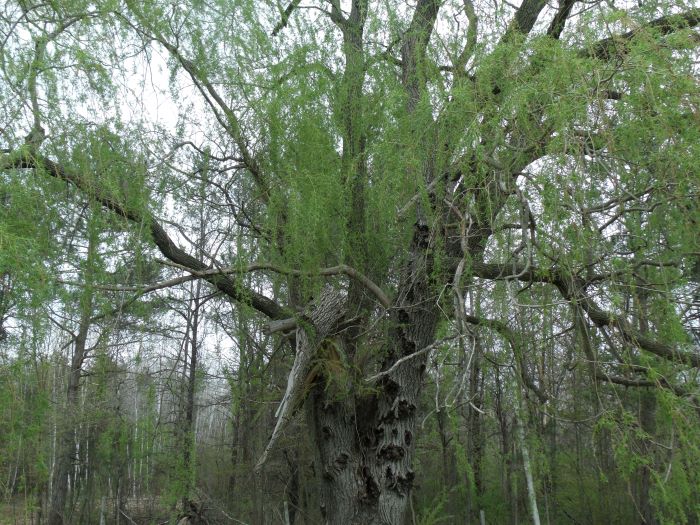 resized willow with disease 050821